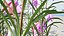 Fritillaria Meleagris 3D-Modellsammlung