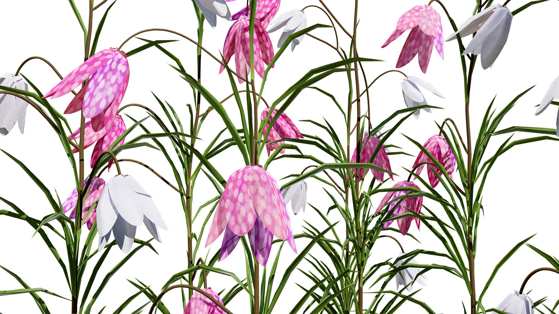 Fritillaria Meleagris 3D Model Collection 3D https://p.turbosquid.com/ts-thumb/ZE/UKHGYf/Mg/britishfritillaryflowersfritillariameleagrissecondvatiationsa32l/jpg/1759689414/1920x1080/fit_q87/b7fbdbd343c89252dadf2db06d9c6588793b01a5/britishfritillaryflowersfritillariameleagrissecondvatiationsa32l.jpg