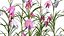 Fritillaria Meleagris 3D-Modellsammlung