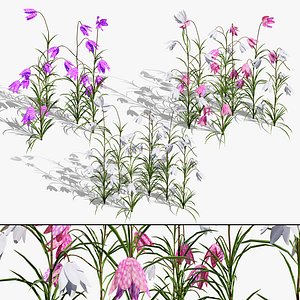 Fritillaria Meleagris 3D Model Collection