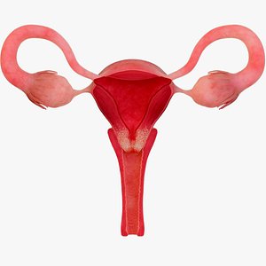 Cervical erosion cervical cancer  uterine diseases model