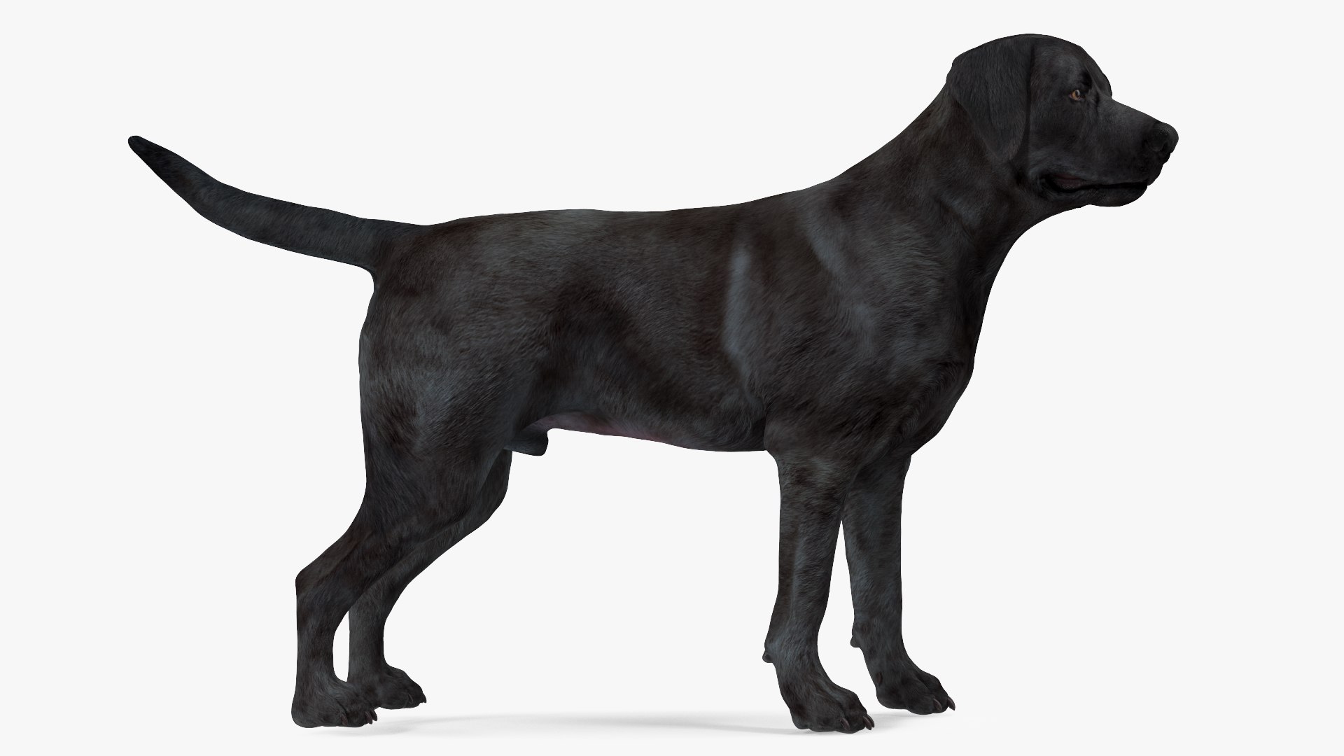 The Black Lab Company (@theblacklabcompany) • Instagram