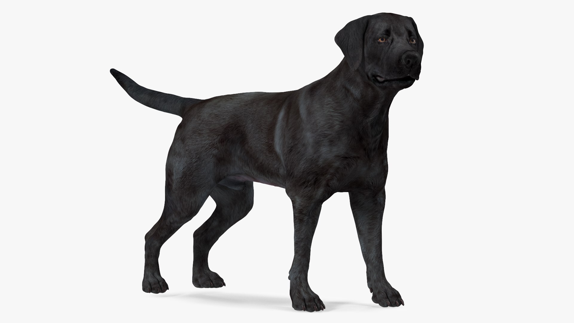 Labrador Dog Black Standing 3D model preview