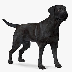 Labrador Dog Black Standing model