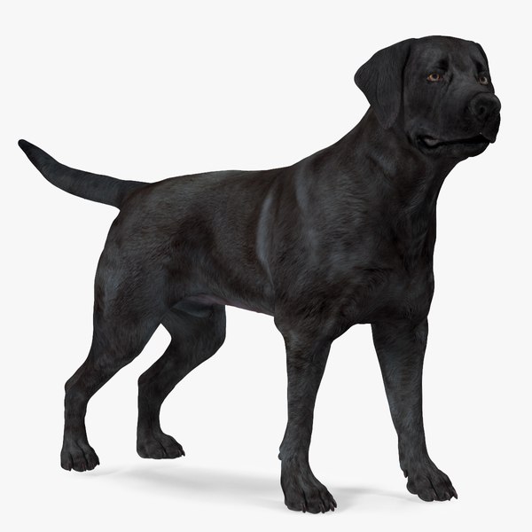 Labrador Dog Black Standing model - TurboSquid 1824280