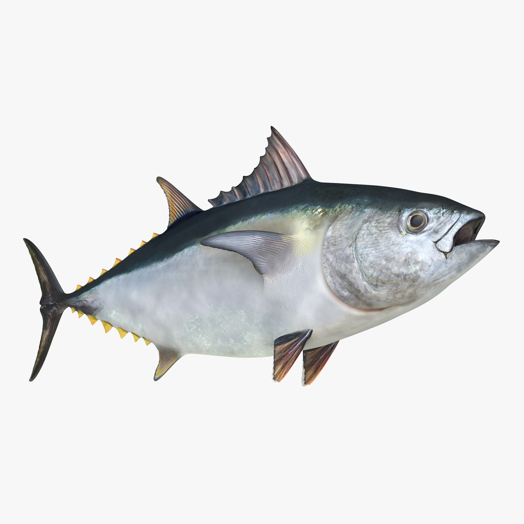 Tuna Fish 3D model preview