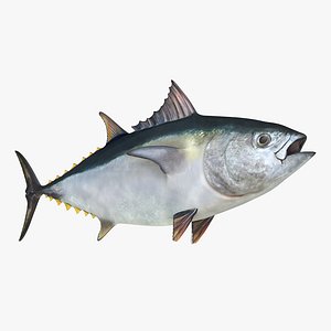 tuna fish 3d model