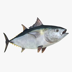 Tuna Fish