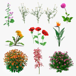 3D Flowering Plants Collection 5