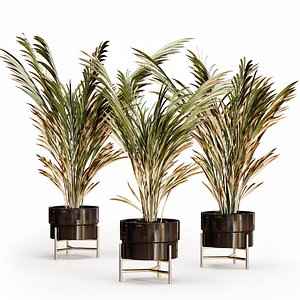 Palm plants 3 3D model