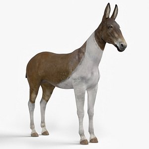 Mule 3D model