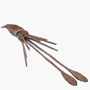 Squid
