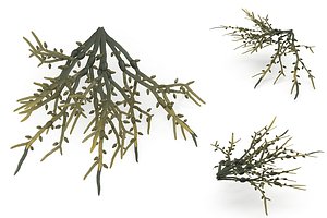 Egg Wrack seaweed