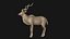Kudu Antelope Base Mesh 3D