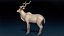 Kudu Antelope Base Mesh 3D