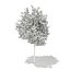 Bouleau argenté (Betula pendula) 8.3m