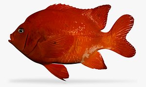 Garibaldi