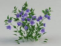 bellflower