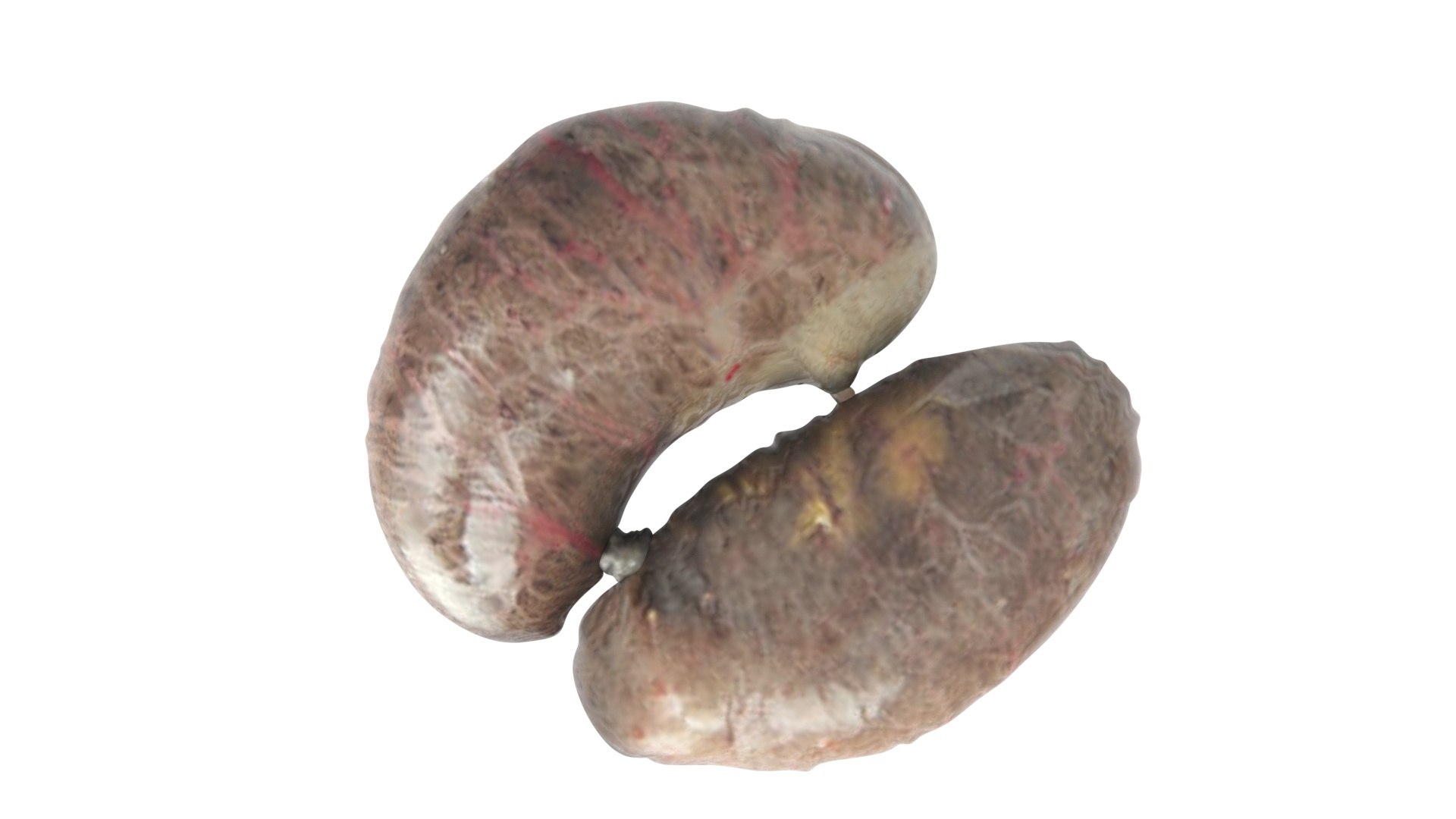 Chicken Kidneys 3D Model - TurboSquid 2249533