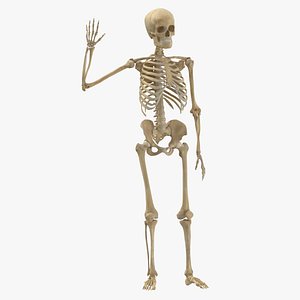 Real Human Female Skeleton Pose 100(1) 3D