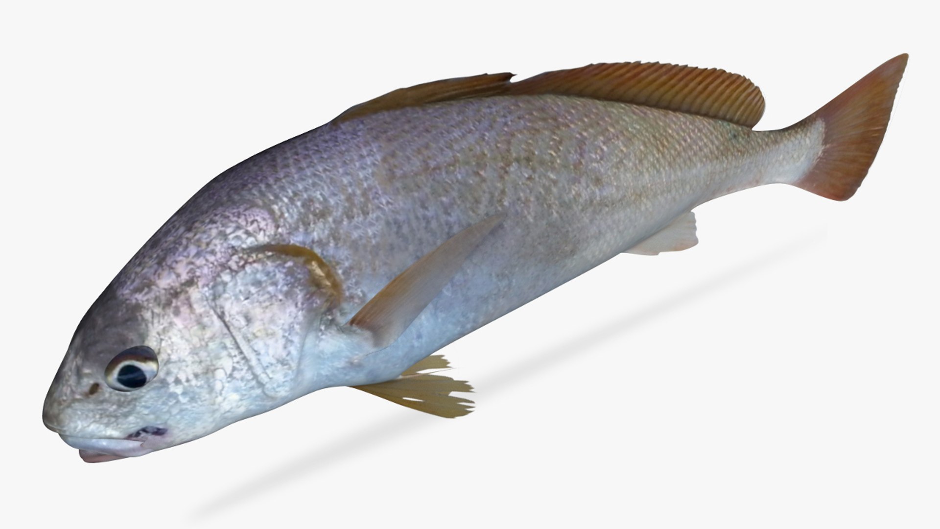 3D Slender Croaker - TurboSquid 1208201