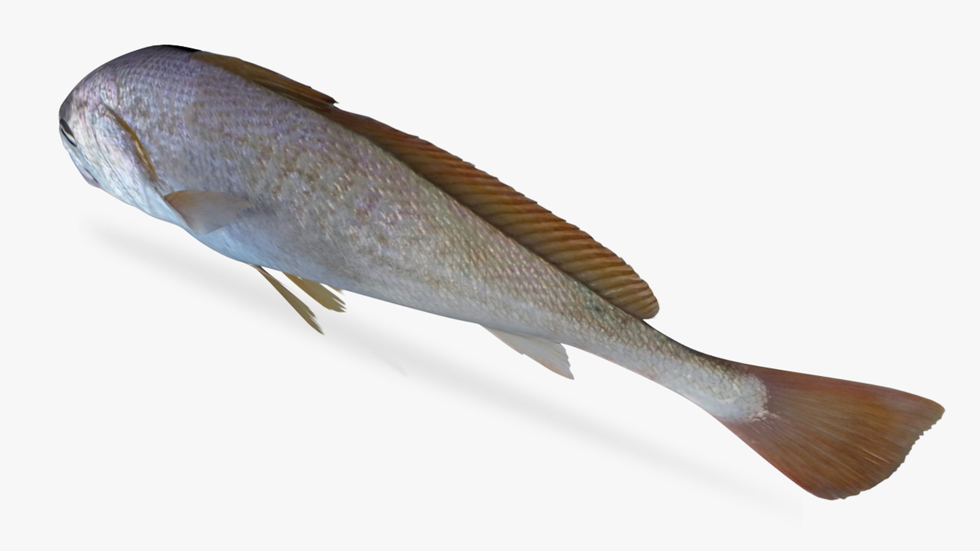 3D Slender Croaker - TurboSquid 1208201