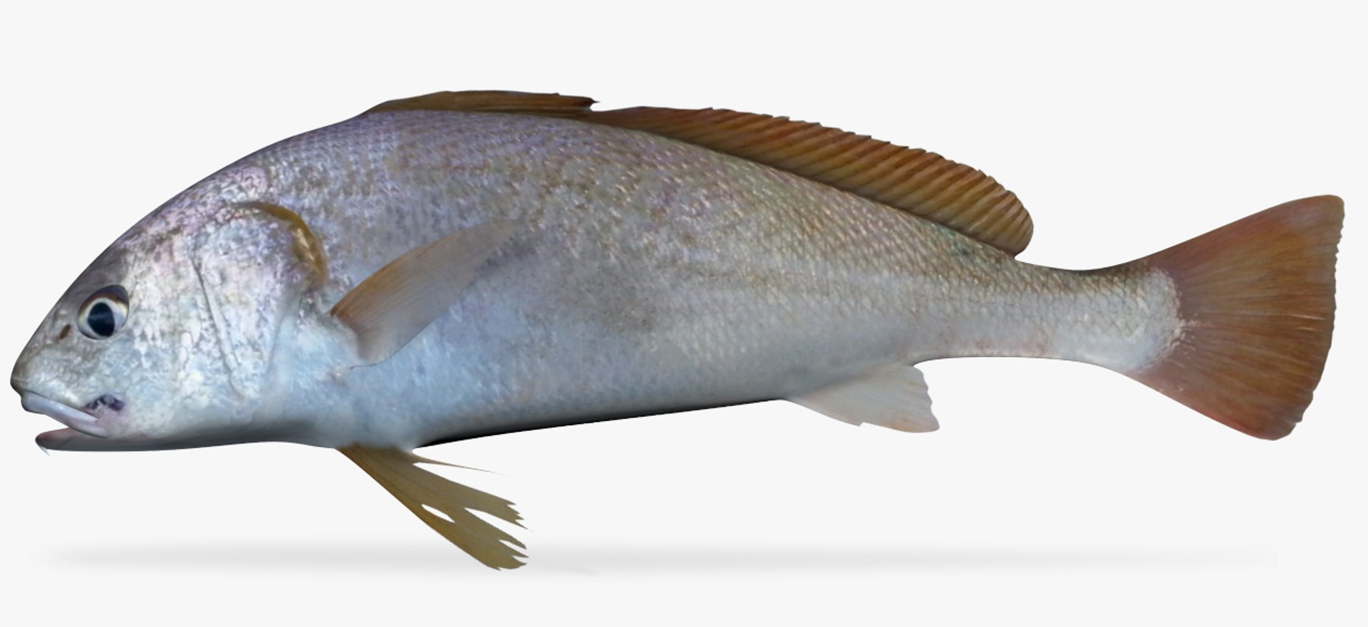 3D Slender Croaker - TurboSquid 1208201