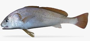 Slender Croaker