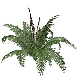 Cinnamon Fern Plant - 03 - model