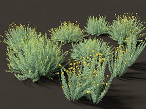 Santolina rosmarinifolia - Holy Flax model