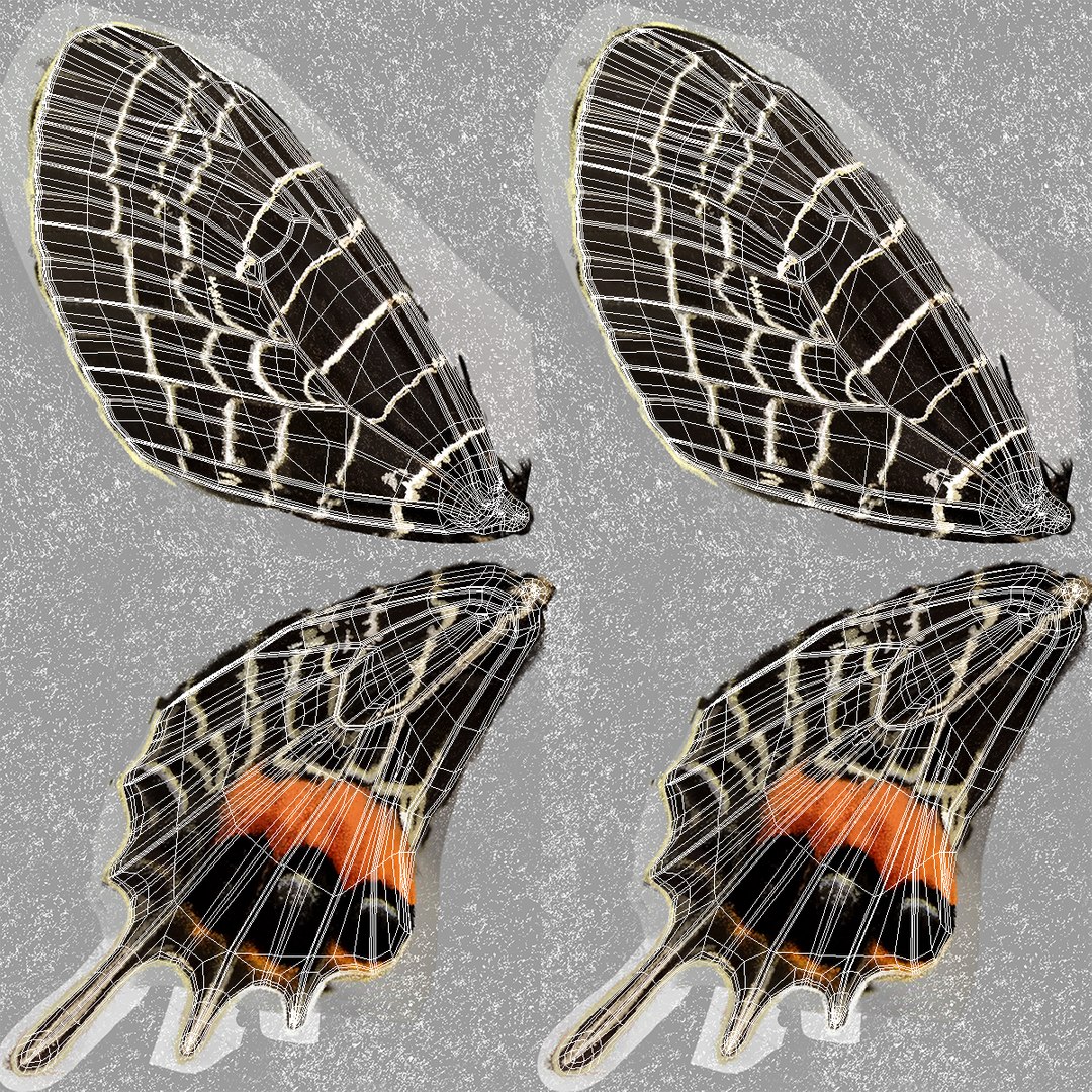 3D model bhutanitis lidderdalii sitting pose https://p.turbosquid.com/ts-thumb/ZG/YqjfTI/eK6SUWl3/bhutanitislidderdaliisittingposemb3dmodel011/jpg/1498716948/1920x1080/fit_q87/da78b8dd0fe8a9abf2d4963b02af2ac1b0b38bda/bhutanitislidderdaliisittingposemb3dmodel011.jpg