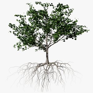 maple summer 2 tree bark 3D