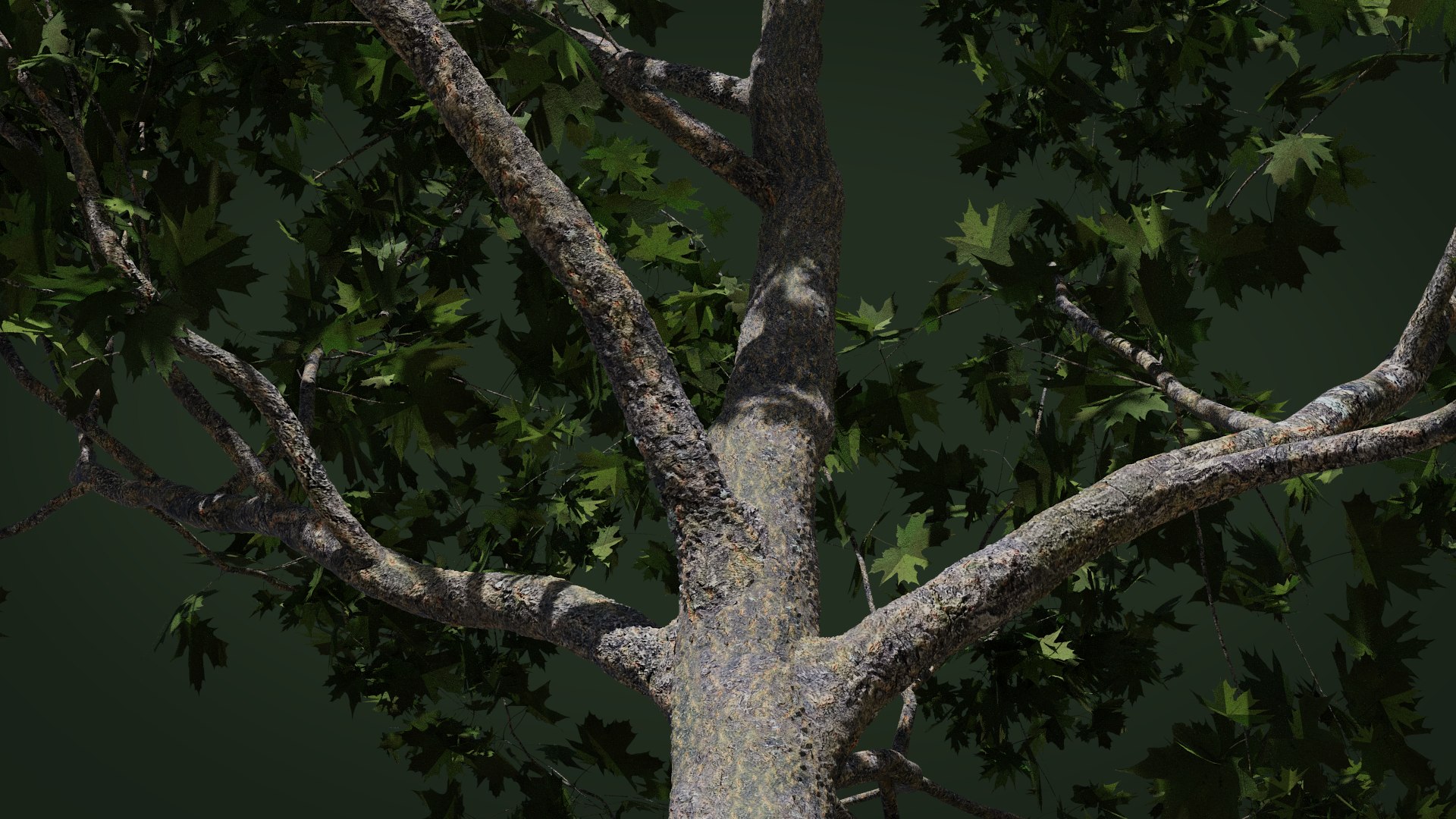 Maple Summer 2 Tree Bark 3D - TurboSquid 1478019