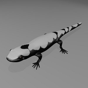 marbled salamander 3d model