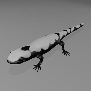 Marbled Salamander