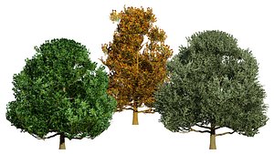 3D High-Detail Tilia tomentosa Tree model