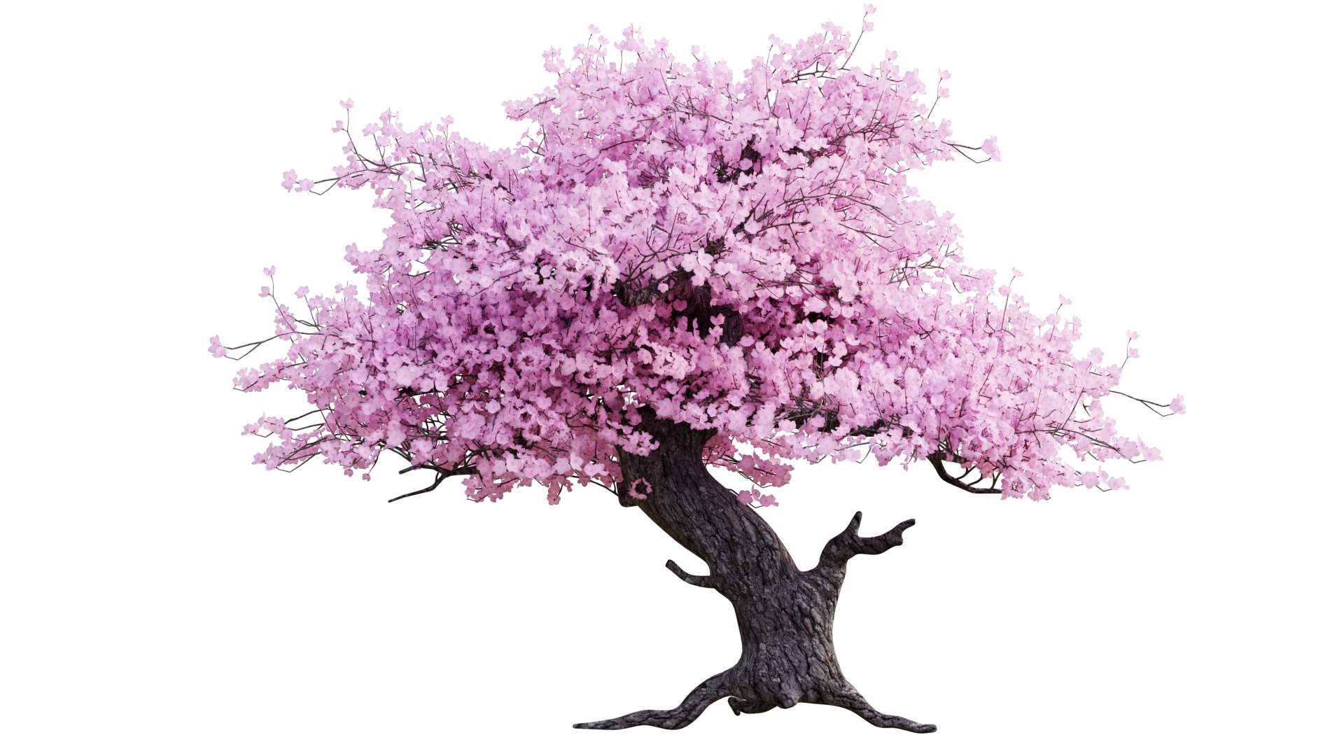 3D Japanese Garden 3d Scene model https://p.turbosquid.com/ts-thumb/ZG/mjN8Ue/AO/sakuratree01/png/1667925664/1920x1080/fit_q87/516a38845fbe49fb6e5c2489fa15fe3960e95c9e/sakuratree01.jpg