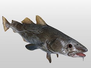 Cod