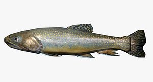 trout fish 3d model