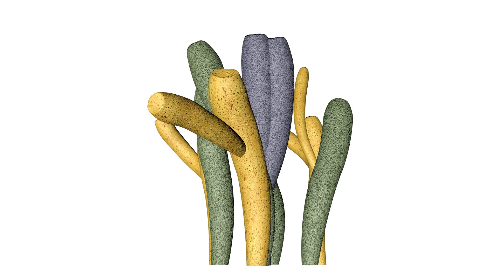 Tube Sponge - 03 - 3D Model - TurboSquid 2371849