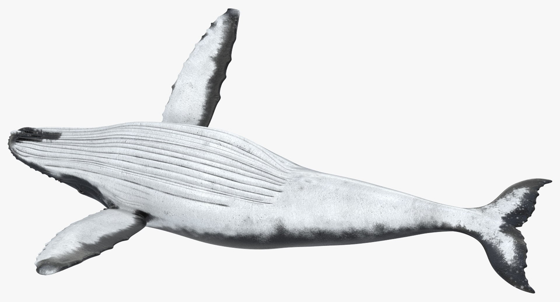 3d humpback whale rigged https://p.turbosquid.com/ts-thumb/ZH/SuJsRE/2V8HLQ0h/humpbackwhaleriggedmaya3dmodel10/jpg/1479312387/1920x1080/fit_q87/2c14c238658d3293e9c96654a7913805c5c6def6/humpbackwhaleriggedmaya3dmodel10.jpg