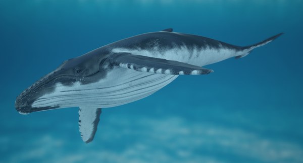 3d humpback whale rigged