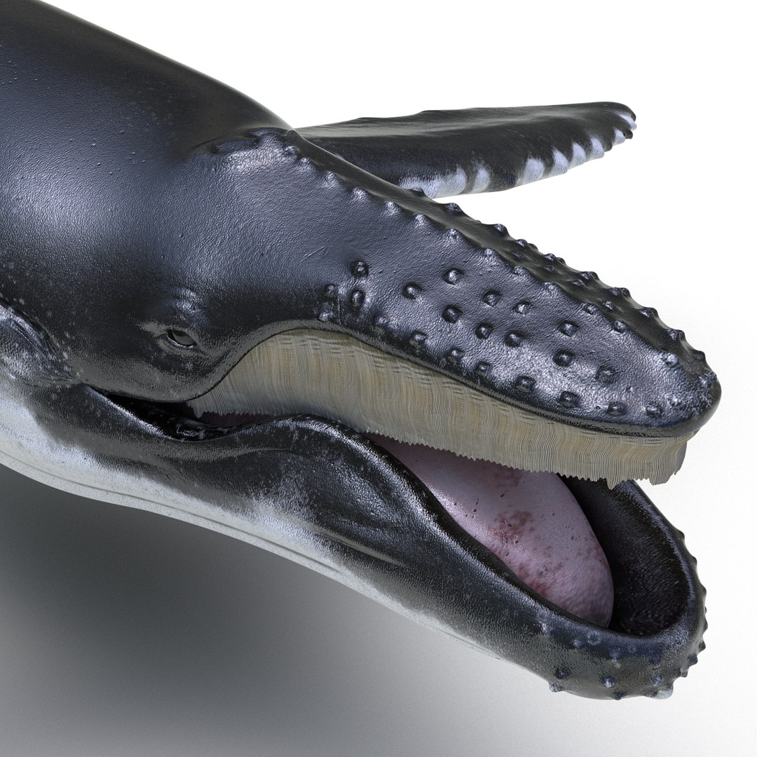 3d humpback whale rigged https://p.turbosquid.com/ts-thumb/ZH/SuJsRE/CwsbmzVP/humpbackwhaleriggedmaya3dmodel13/jpg/1479312387/1920x1080/fit_q87/7eccb74b5891677079f8a0337f173f9ed05b4f47/humpbackwhaleriggedmaya3dmodel13.jpg