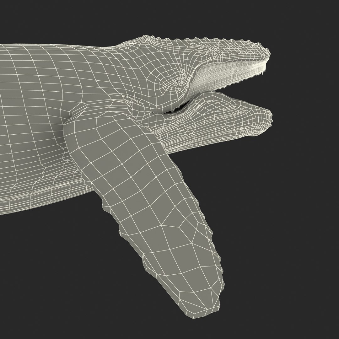 3d humpback whale rigged https://p.turbosquid.com/ts-thumb/ZH/SuJsRE/N4N3L5As/humpbackwhaleriggedmaya3dmodel33/jpg/1479312387/1920x1080/fit_q87/8a767295833daa94afe5684e105b7d8f7333c7a0/humpbackwhaleriggedmaya3dmodel33.jpg