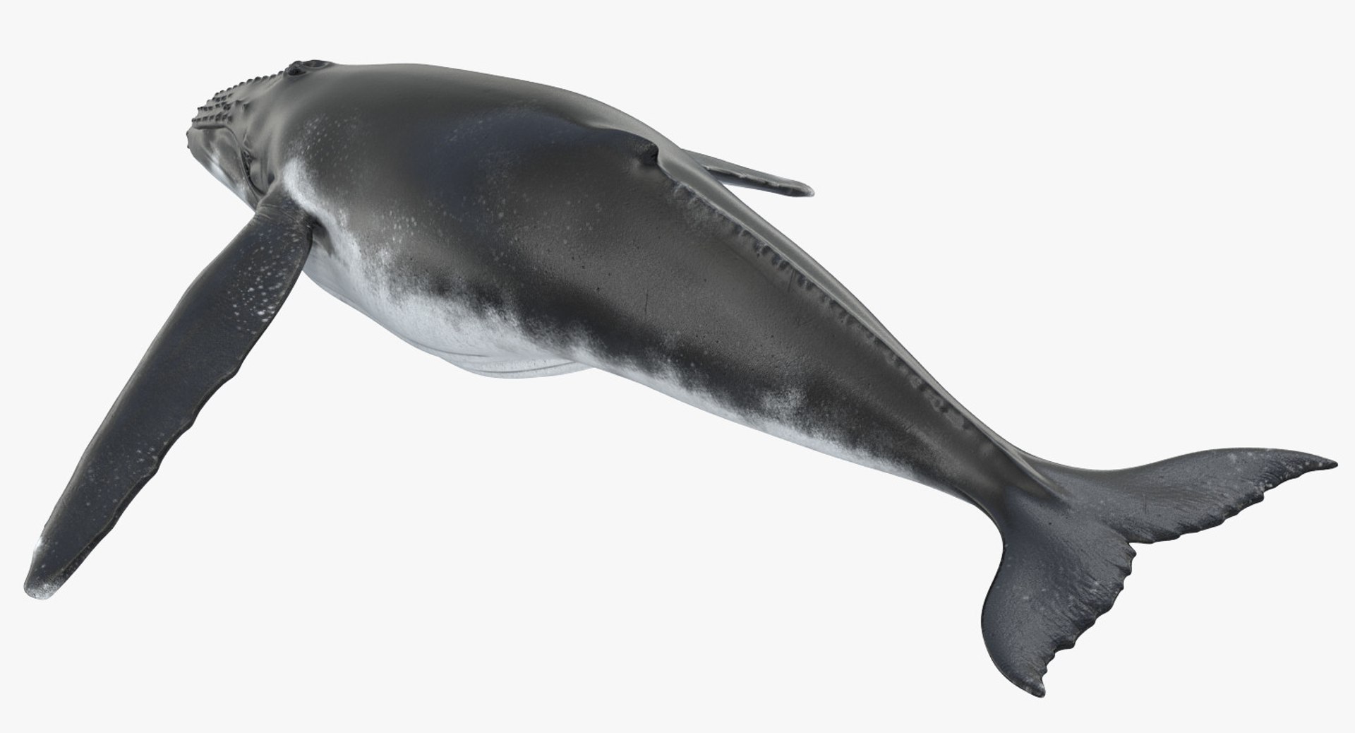 3d humpback whale rigged https://p.turbosquid.com/ts-thumb/ZH/SuJsRE/Q81Z4W4q/humpbackwhaleriggedmaya3dmodel08/jpg/1479312387/1920x1080/fit_q87/90e3483651d93b99b791f575466d4d4881bc9cd7/humpbackwhaleriggedmaya3dmodel08.jpg