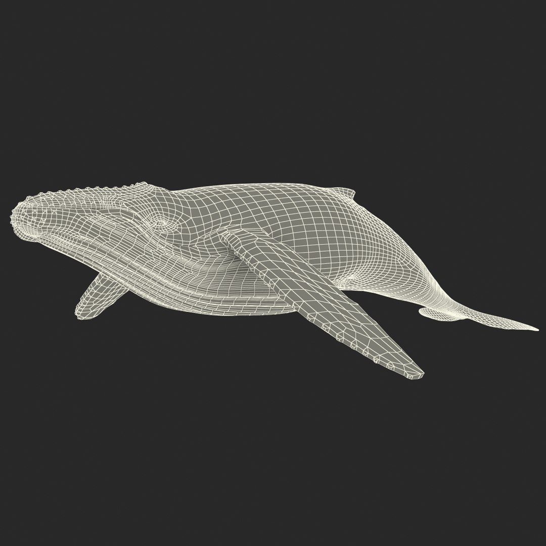 3d humpback whale rigged https://p.turbosquid.com/ts-thumb/ZH/SuJsRE/U8ginjQy/humpbackwhaleriggedmaya3dmodel25/jpg/1479312387/1920x1080/fit_q87/ebc17f829b01cedbb529840194f9fd4bc1b353c9/humpbackwhaleriggedmaya3dmodel25.jpg