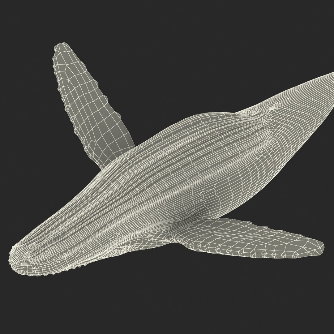 3d humpback whale rigged https://p.turbosquid.com/ts-thumb/ZH/SuJsRE/UUOsujGN/humpbackwhaleriggedmaya3dmodel30/jpg/1479312387/1920x1080/fit_q87/3450813bc4874967a65edcaaddf65cf4ec83de59/humpbackwhaleriggedmaya3dmodel30.jpg