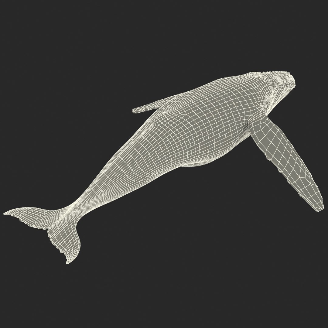 3d humpback whale rigged https://p.turbosquid.com/ts-thumb/ZH/SuJsRE/X4kIHUI9/humpbackwhaleriggedmaya3dmodel24/jpg/1479312387/1920x1080/fit_q87/8e222f299f8e8321b3efd9c691b782234188c7c9/humpbackwhaleriggedmaya3dmodel24.jpg
