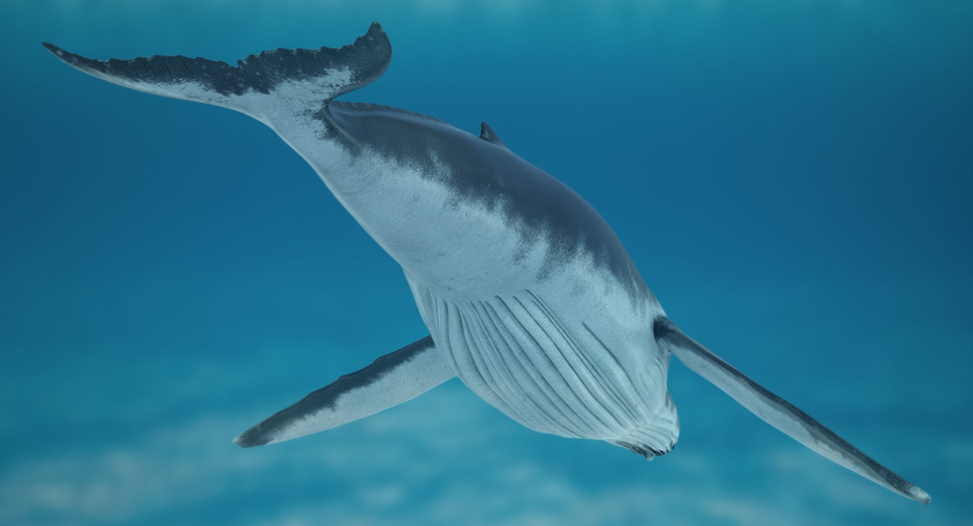 3d humpback whale rigged