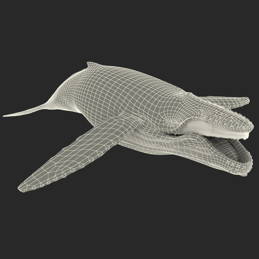 3d humpback whale rigged https://p.turbosquid.com/ts-thumb/ZH/SuJsRE/aTy2EkR6/humpbackwhaleriggedmaya3dmodel26/jpg/1479312387/1920x1080/fit_q87/9d13393bbaa7116548b226ce8c589b0943bf0421/humpbackwhaleriggedmaya3dmodel26.jpg